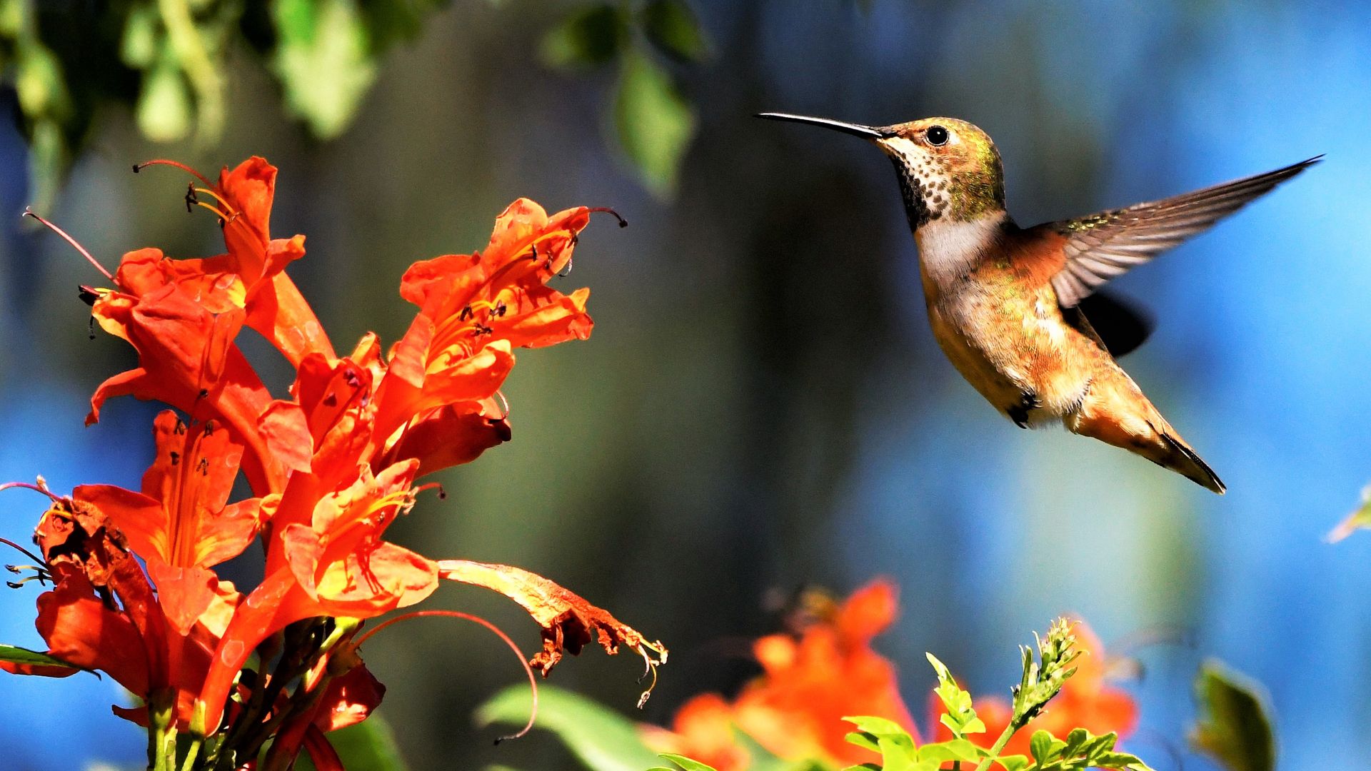 10 Stunning Orange Flowers That Hummingbirds Won’t Be Able To Resist