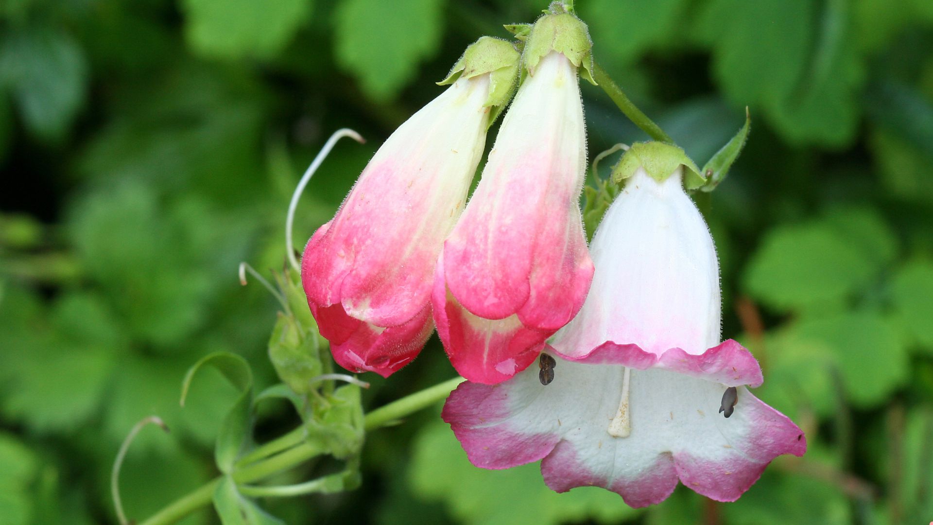 10 Unique Bell-Shaped Flowers That Will Make Your Garden Stand Out