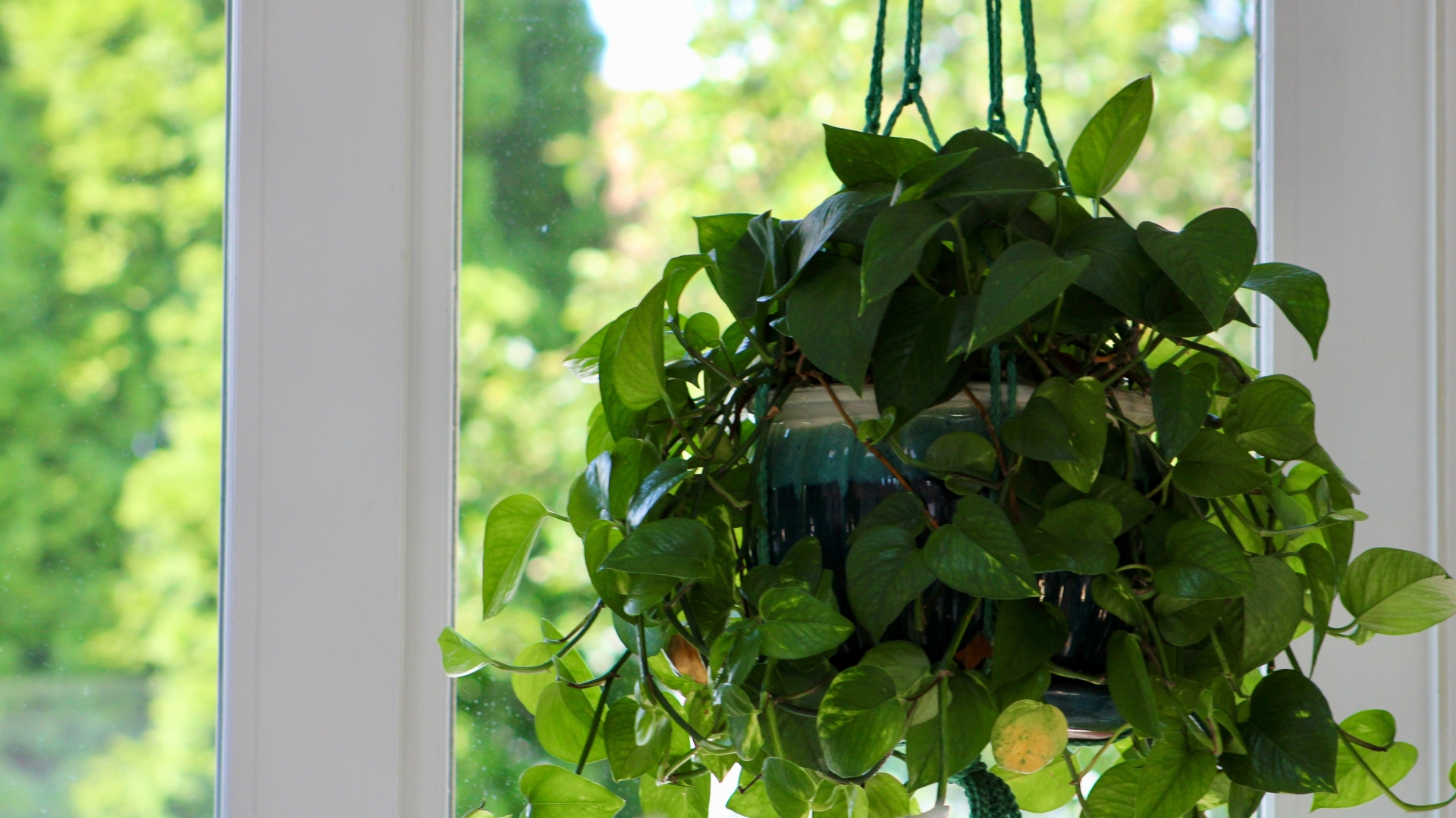 11 Fast-Growing Houseplants That Add Fresh Air And Style To Your Home