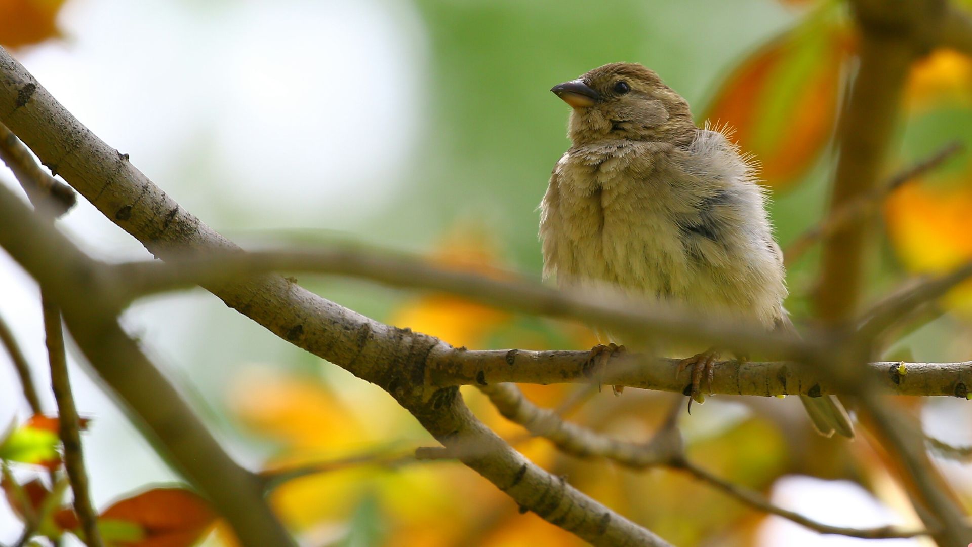 fruit and berry trees that birds love