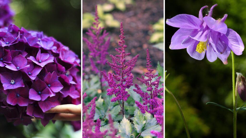 15 Gorgeous Purple Shade Perennials For Every Garden
