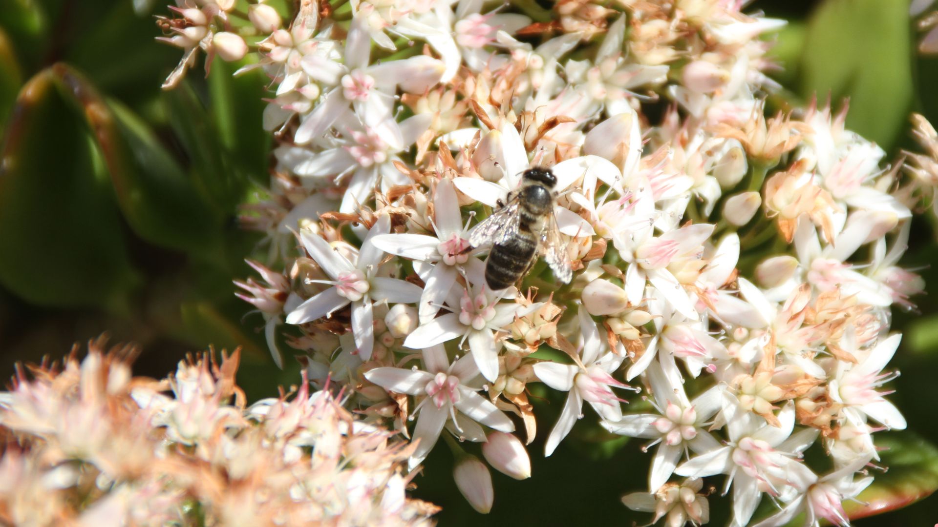 best hedges for pollinators