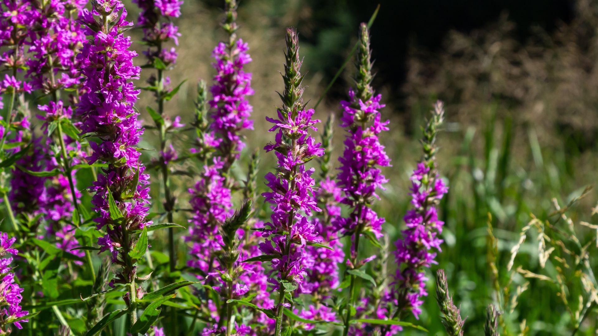 purple Loosestrife