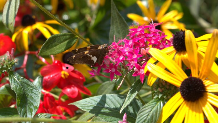 wild flowers in garden