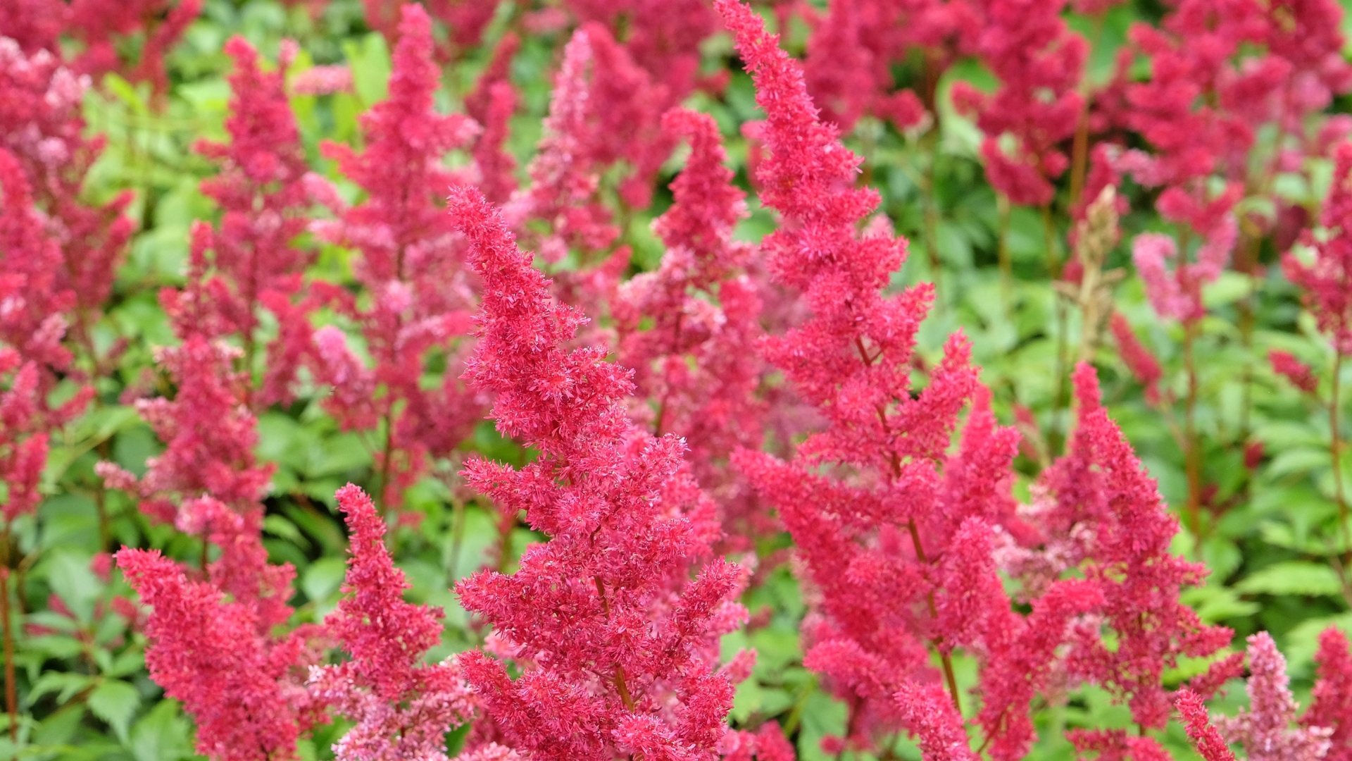 pink flowers