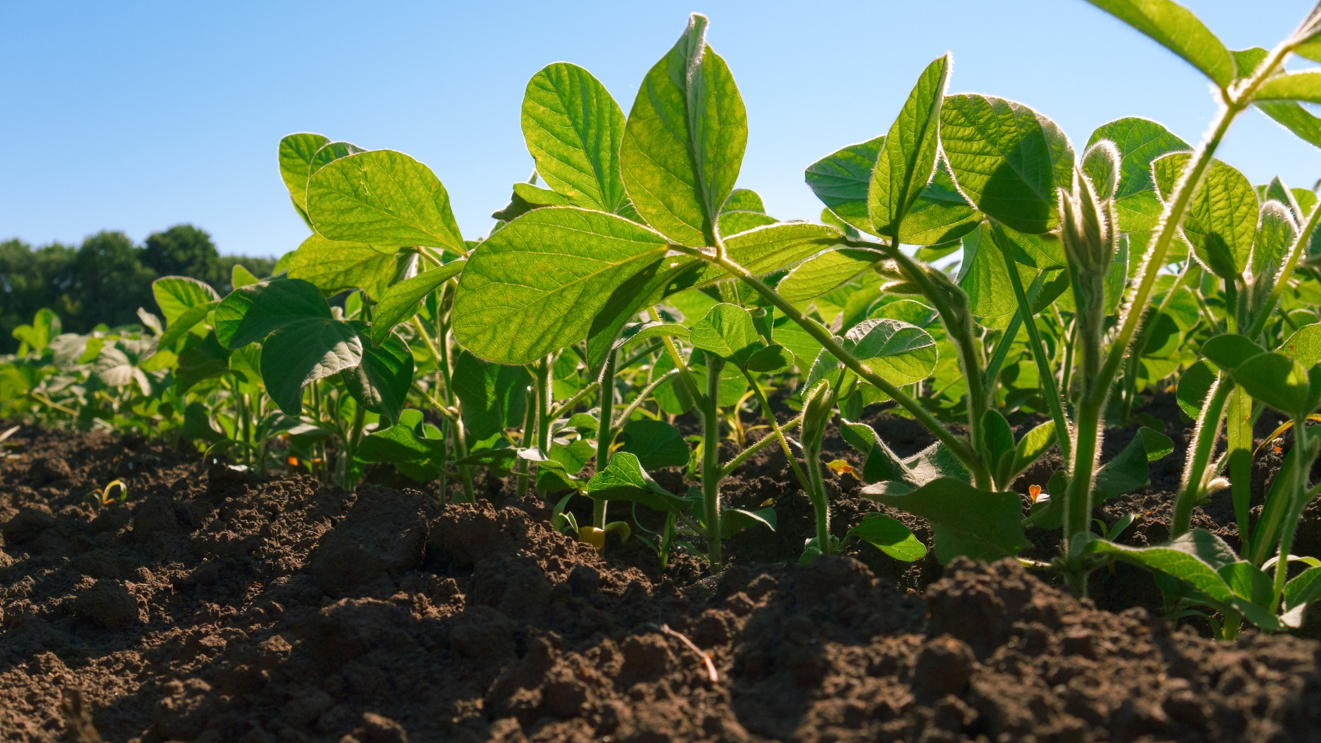 11 Plants That Boost Nitrogen In The Soil And Help Your Veggie Garden Thrive