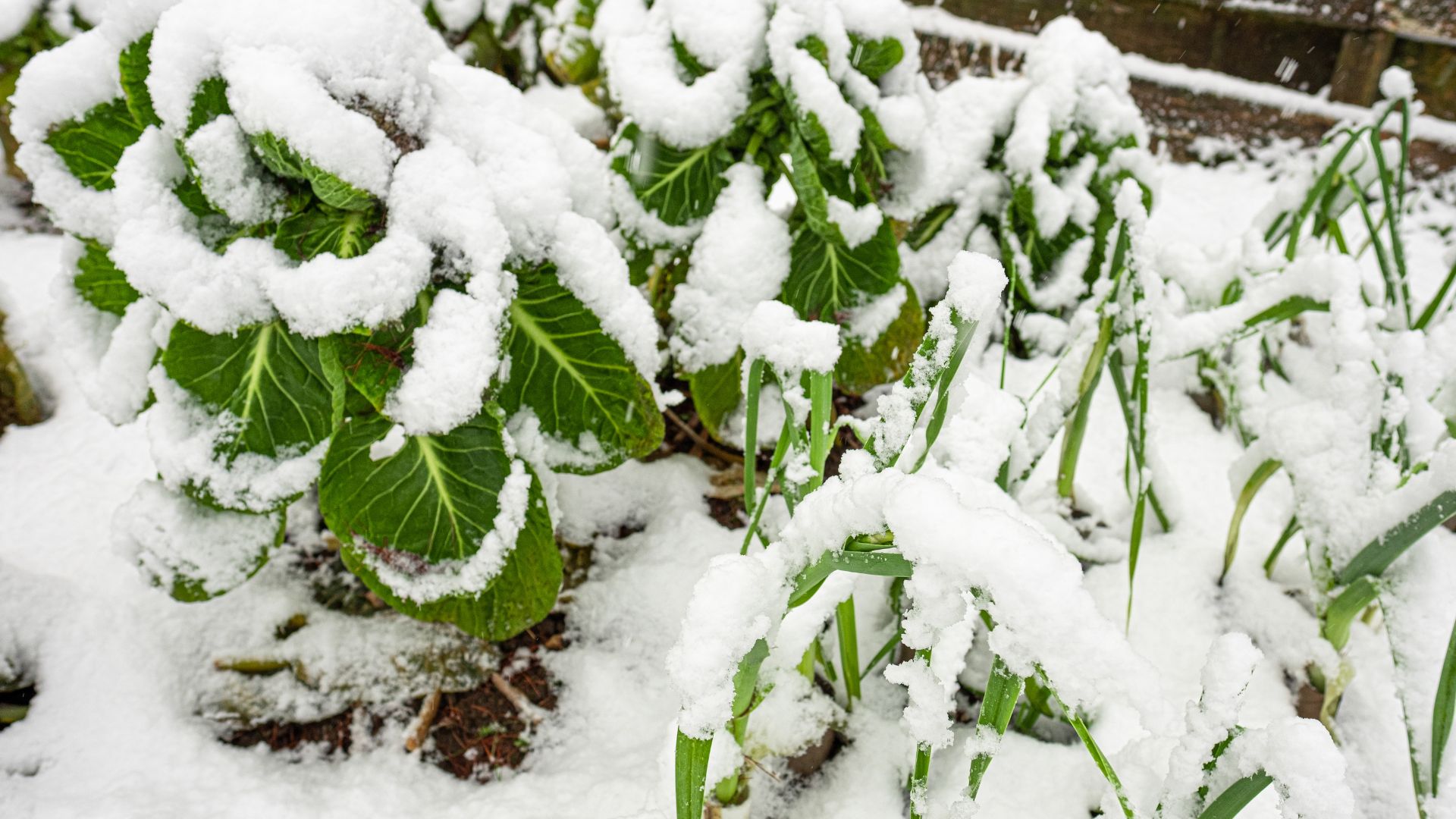 plants under the snow