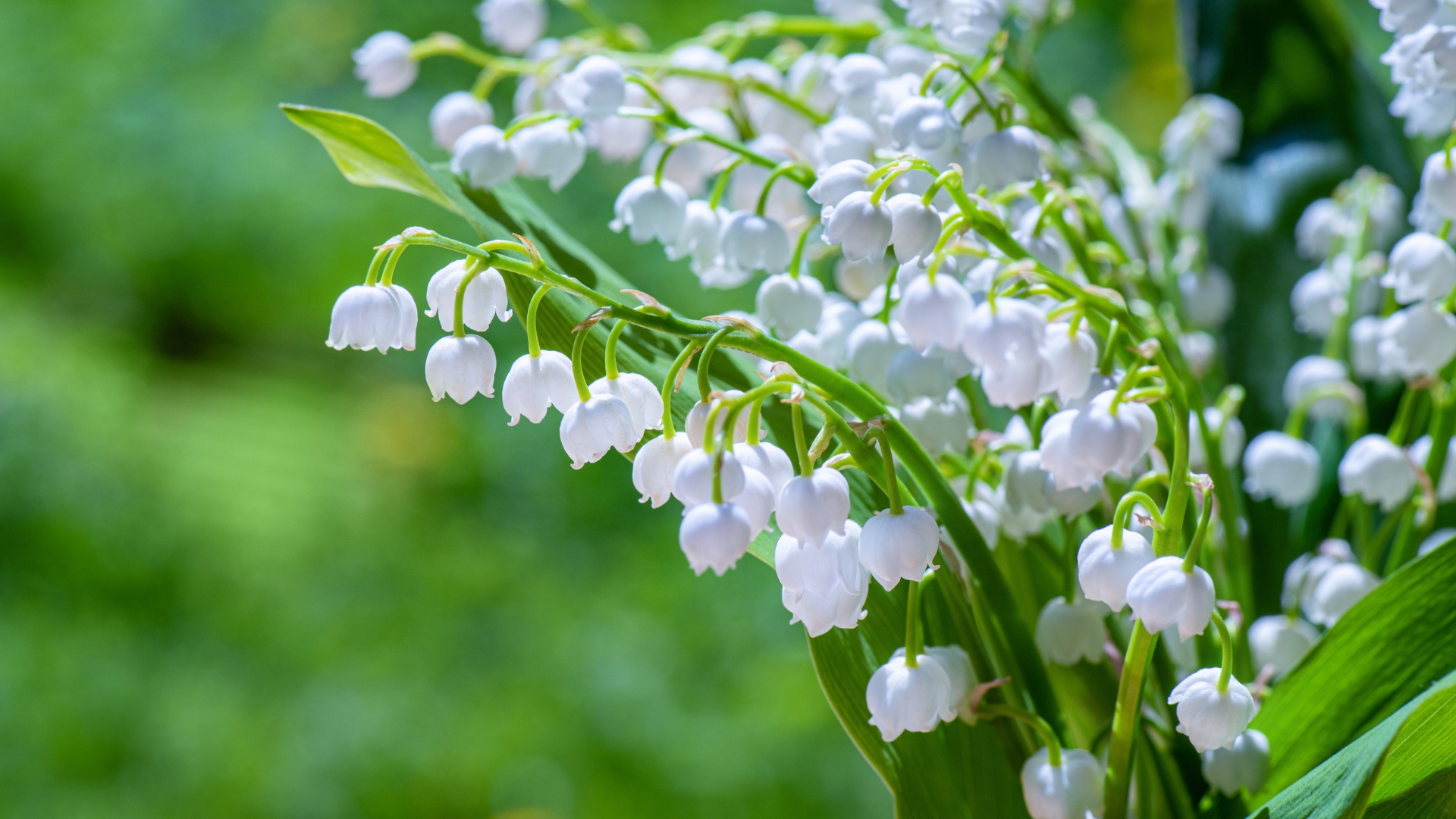 11 Poisonous Plants You Could Be Growing Without Knowing It