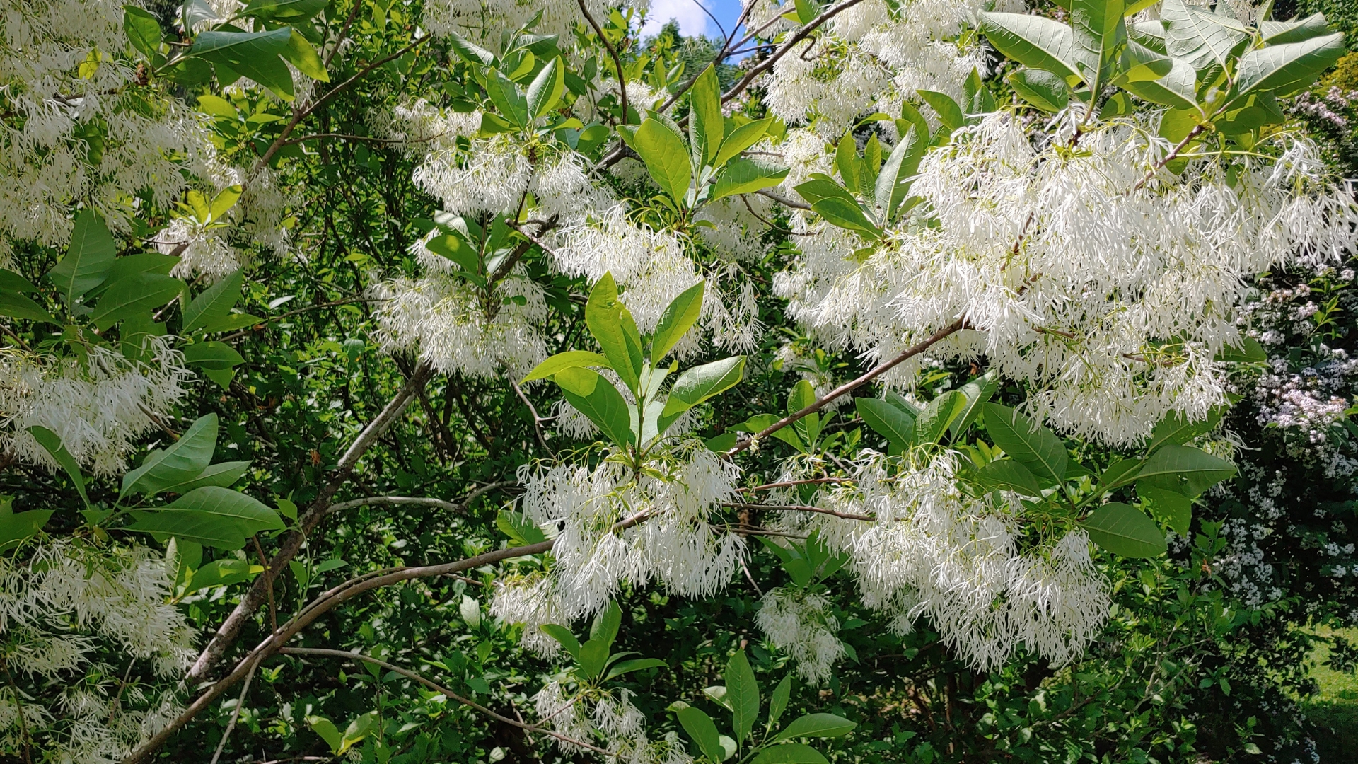 tree with white blossom