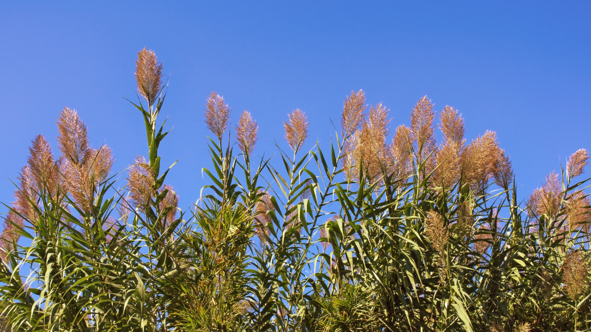 11 Tall Outdoor Plants That Will Make Your Landscape Stand Out