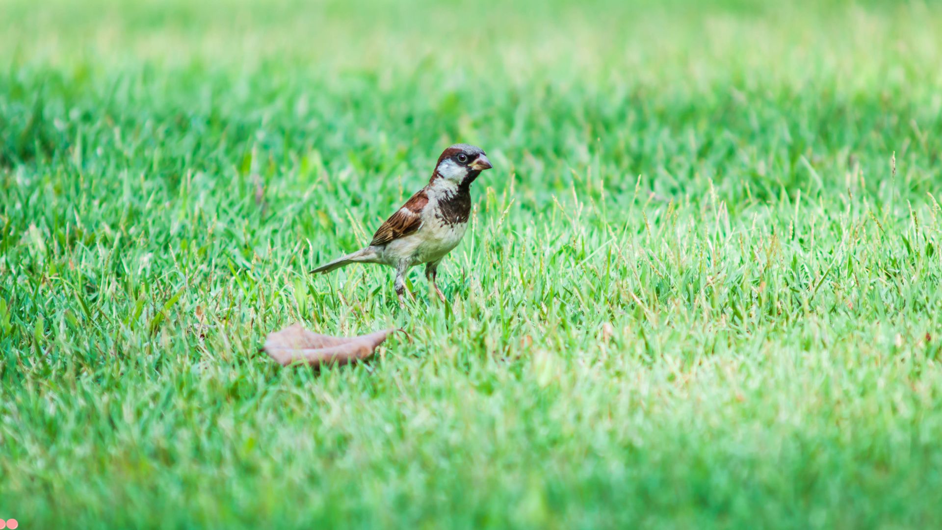 11 Types Of Grass That Will Have Birds Flocking to Your Yard