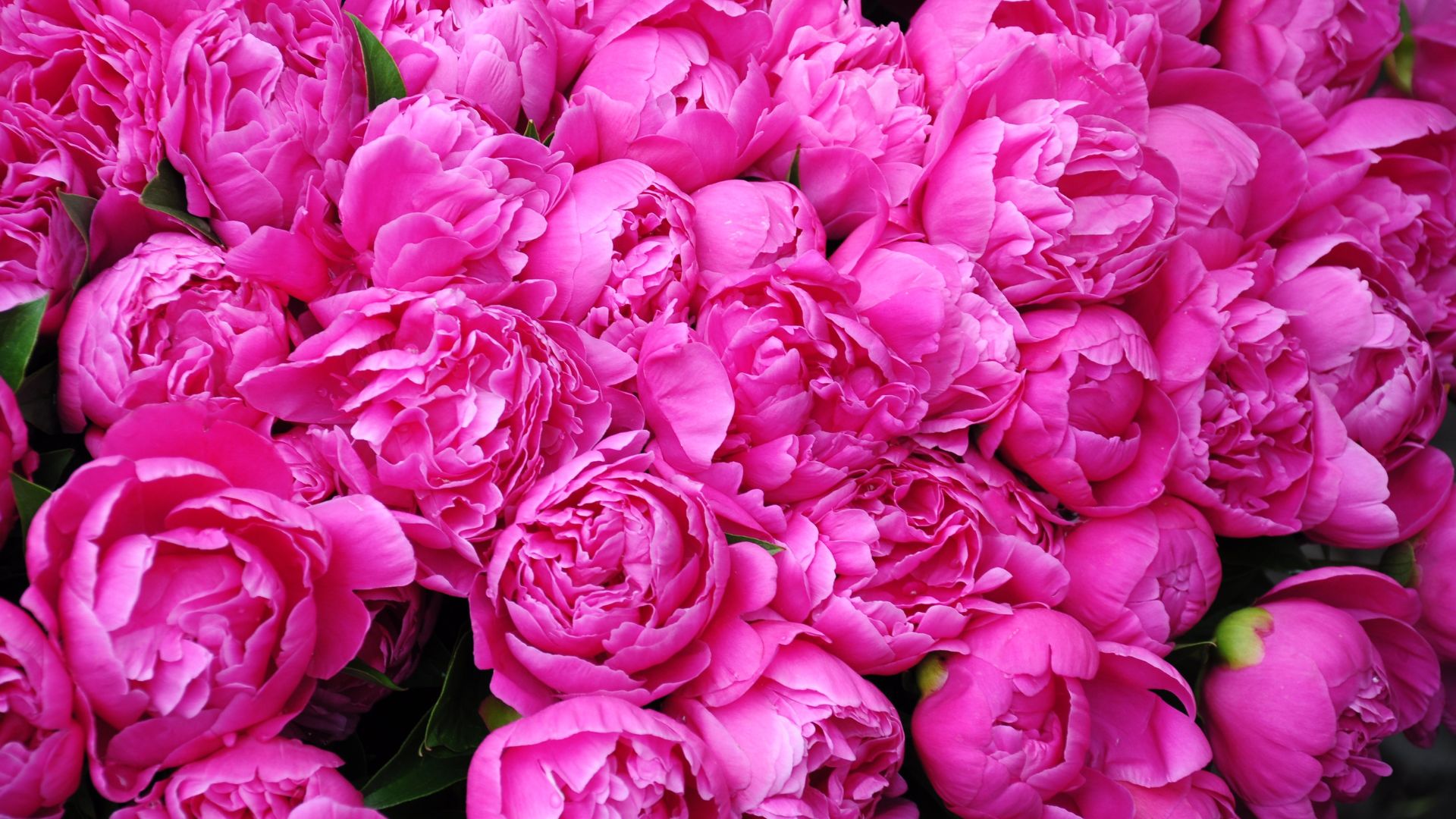 12 Gorgeous Peony Alternatives That Will Brighten Your Garden All Season Long