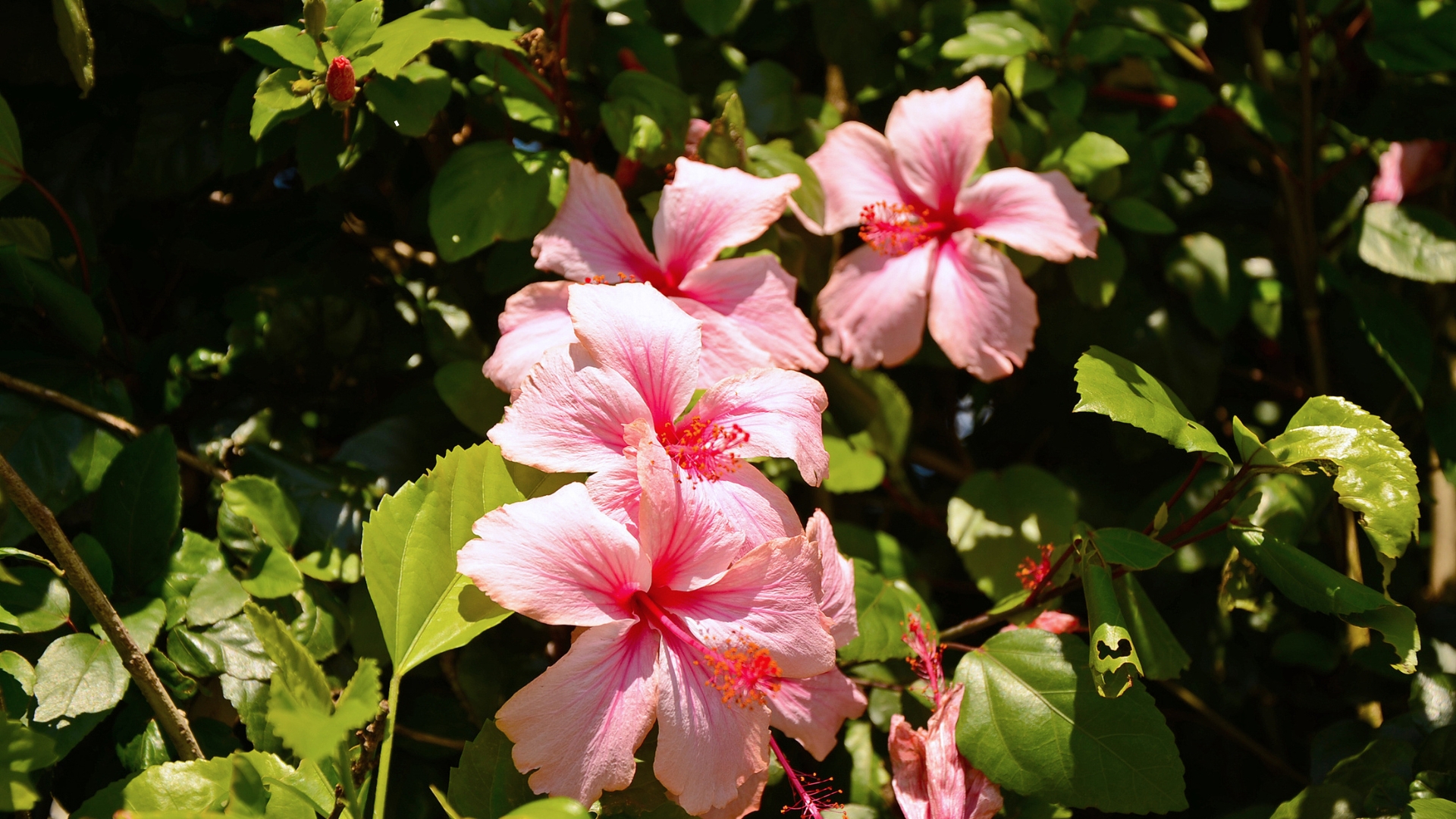 12 Must-Have Companion Plants For A Thriving Hibiscus 