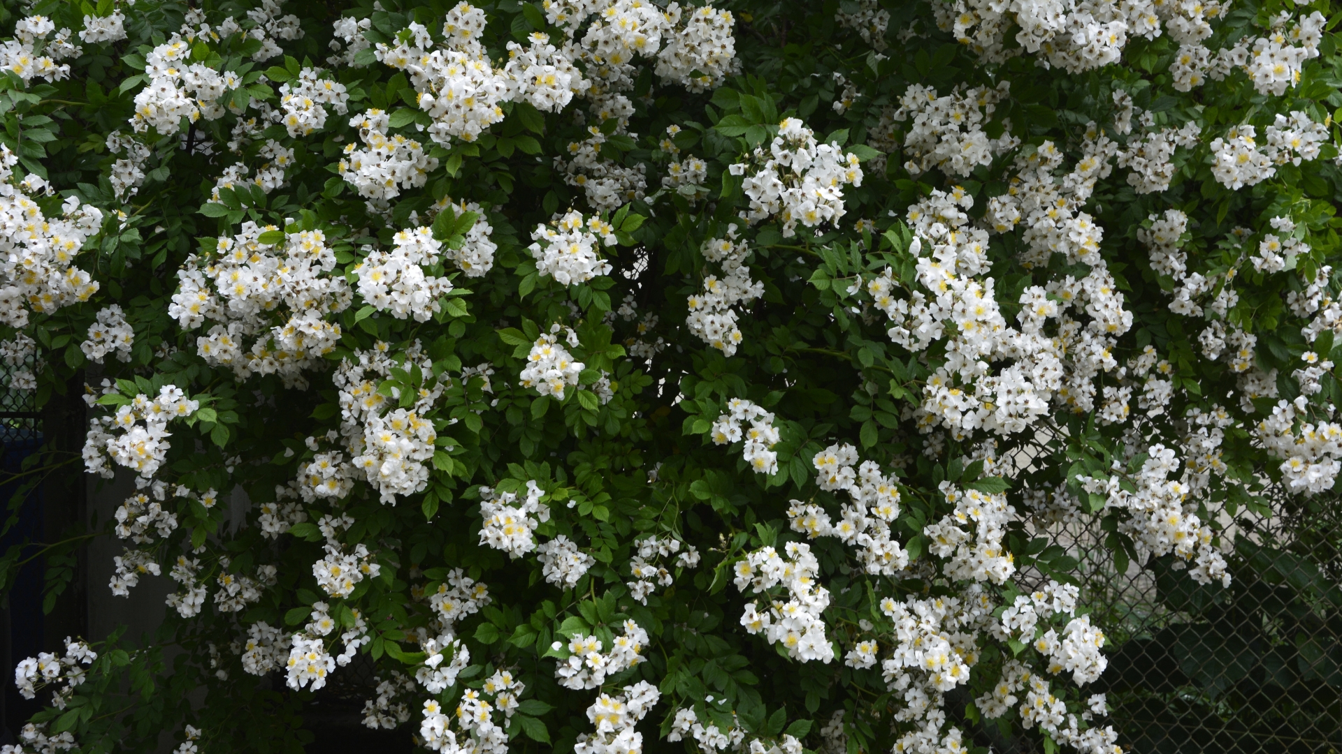 12 Spreading Shrubs You Don’t Want To Plant In Your Garden