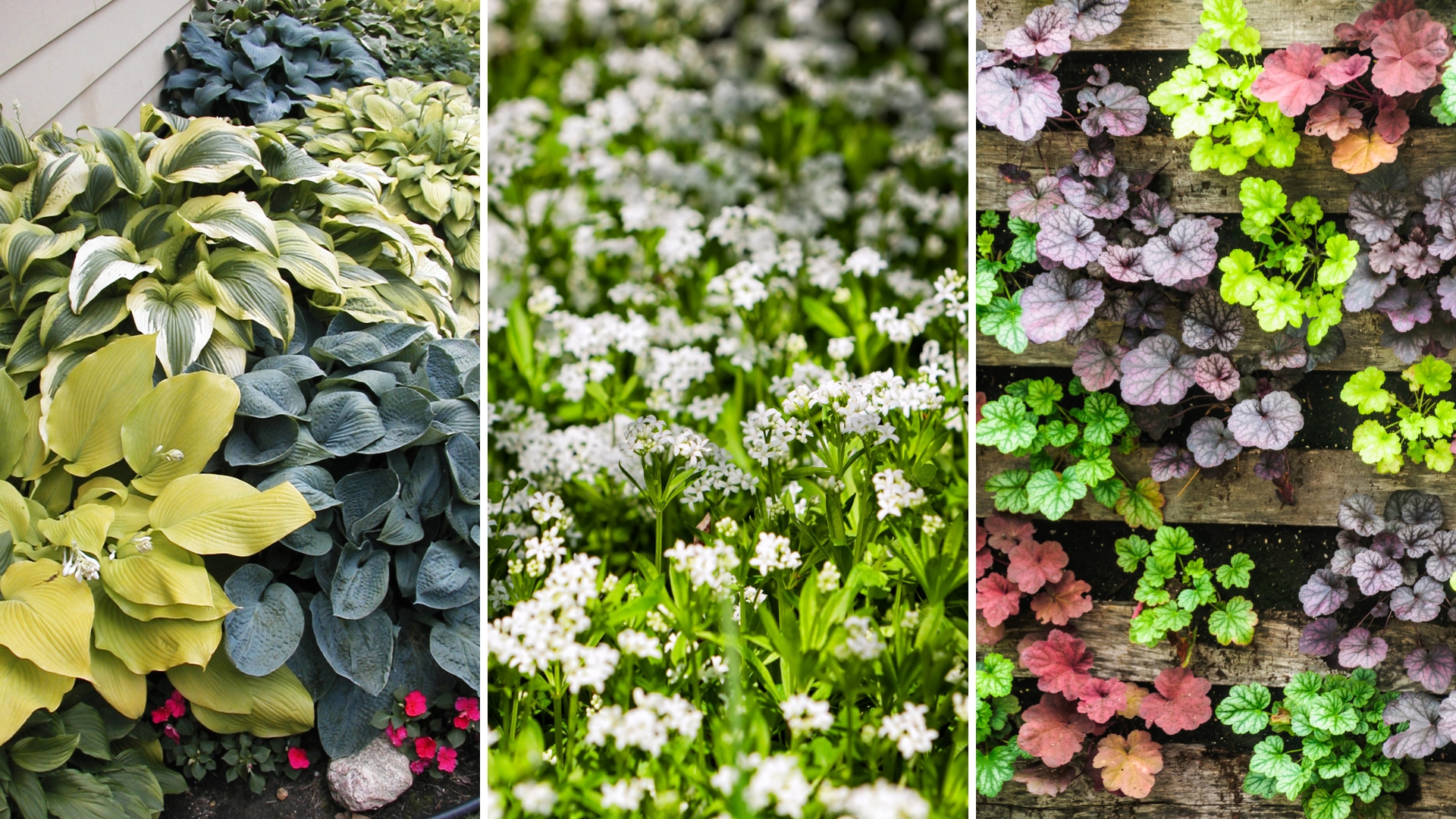 12 Stunning Shade-Loving Ground Covers For Every Garden