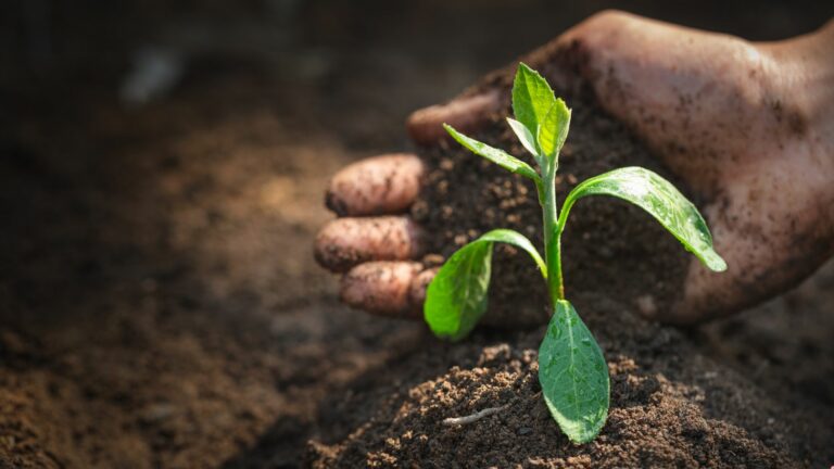 drought tolerant plants