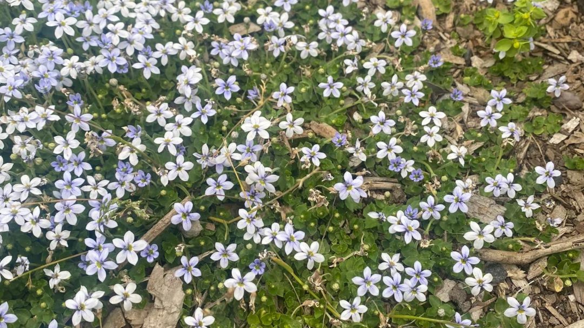 13 Common Ground Cover Growing Mistakes To Avoid