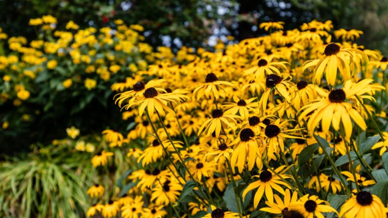 blackeyed susan