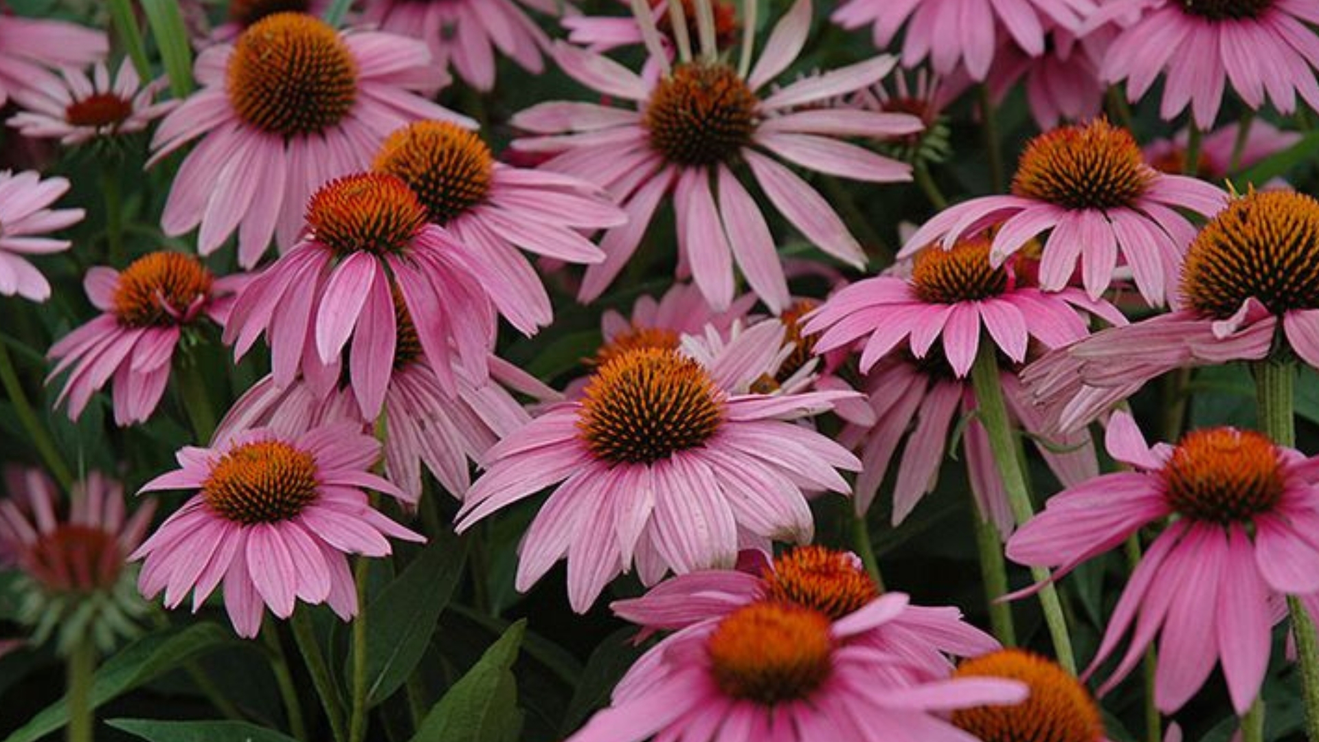 13 Native Plants That Are Important To American Culture