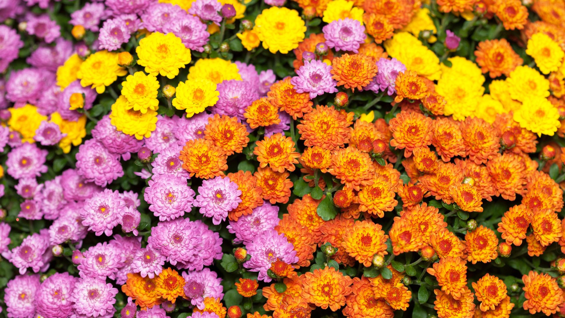 chrysanthemums companion plants