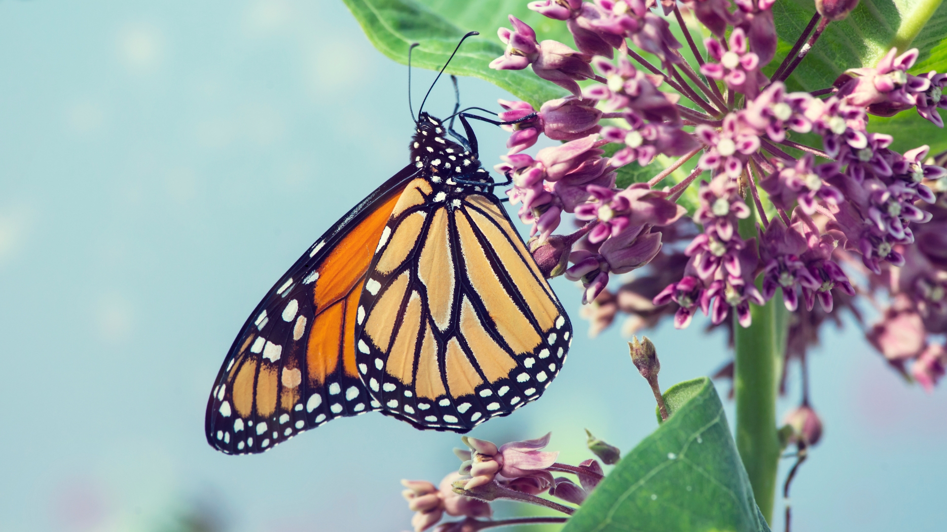 13 Plants That’ll Attract A Variety Of Butterflies To Your Garden