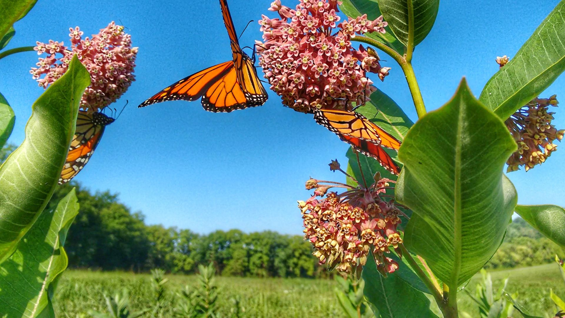 15 Essential Butterfly Host Plants To Attract Colorful Visitors All Year