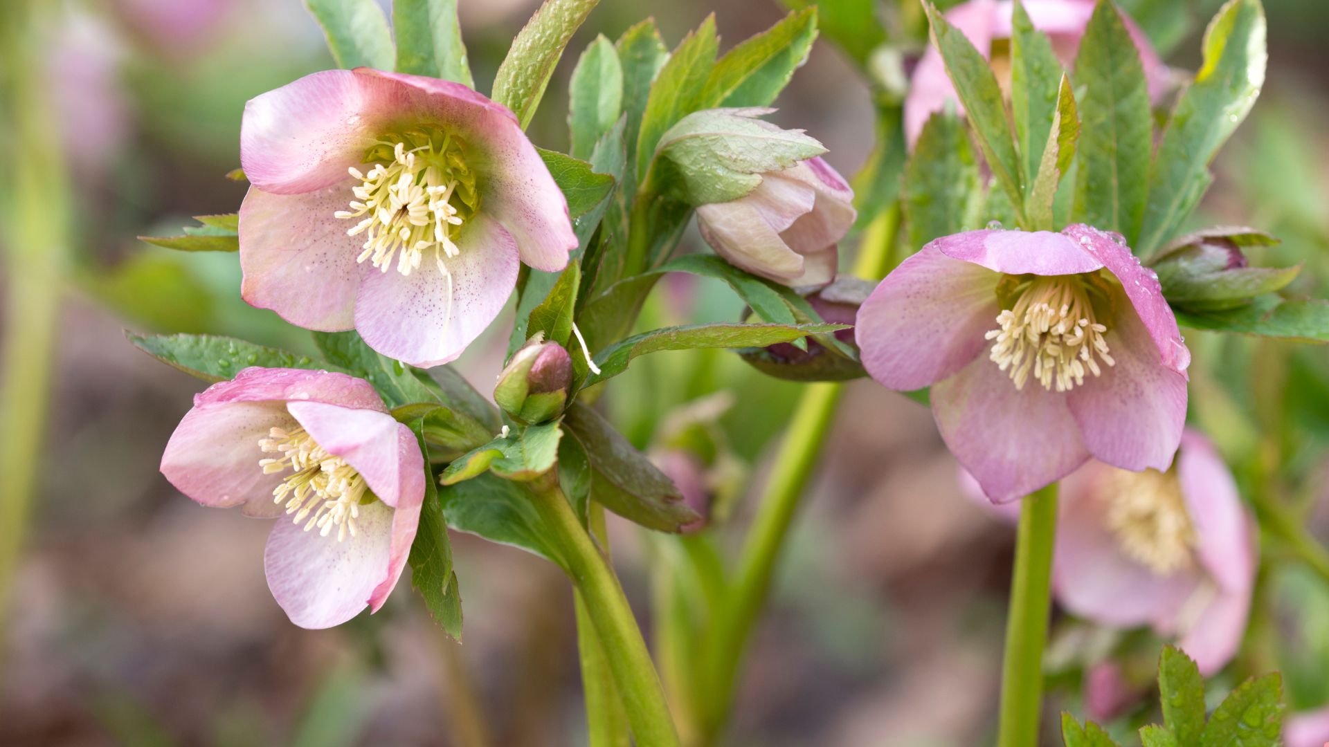 15 Frost-Resistant Flowers That Will Keep Your Garden Blooming All Winter