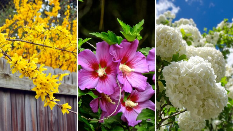 shrubs for sunny garden