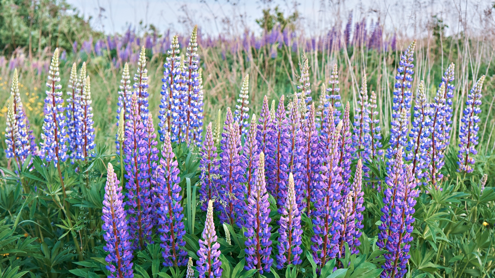 purple flowers