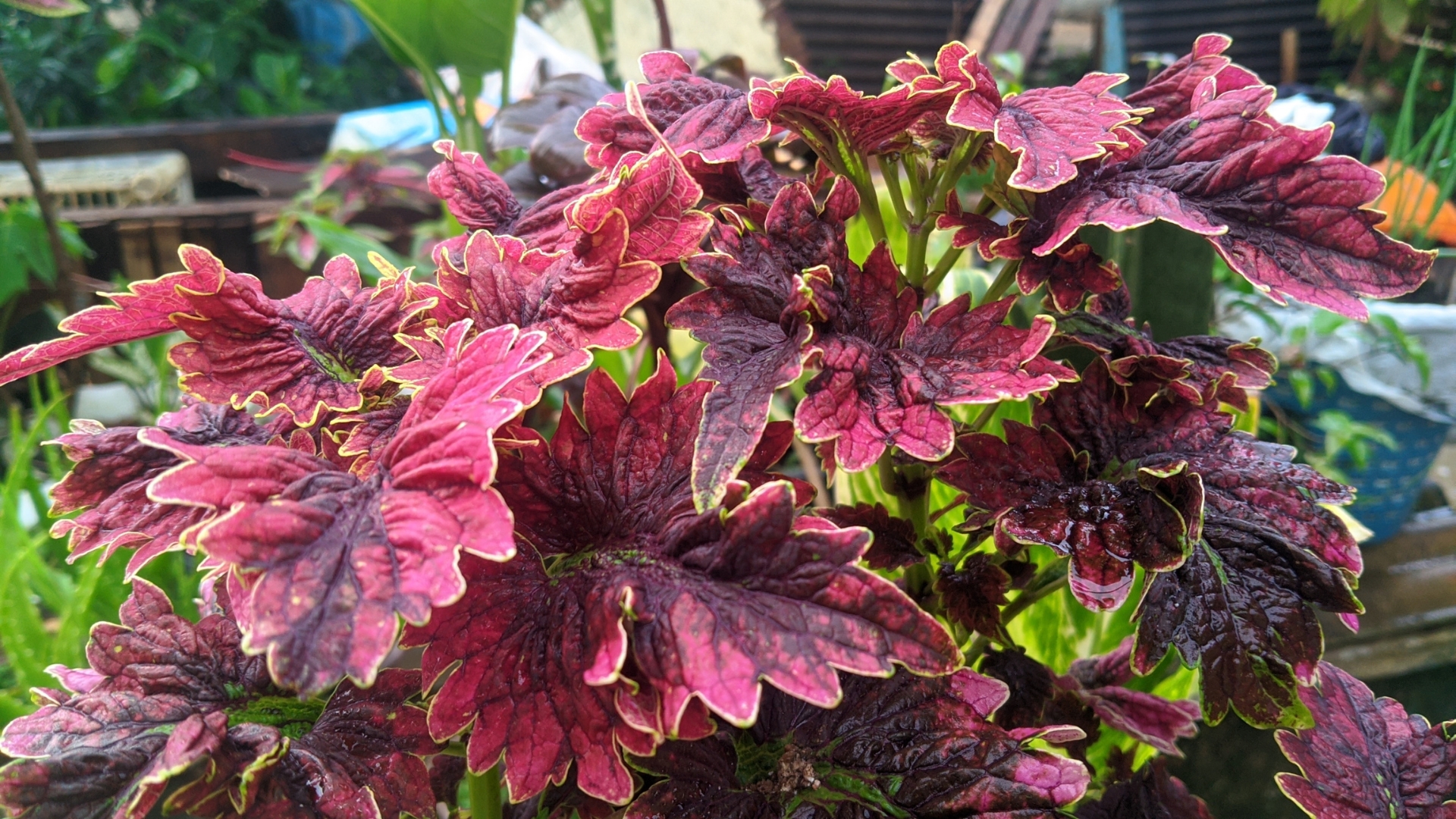 flowering plants that look beautiful even when they're not in bloom