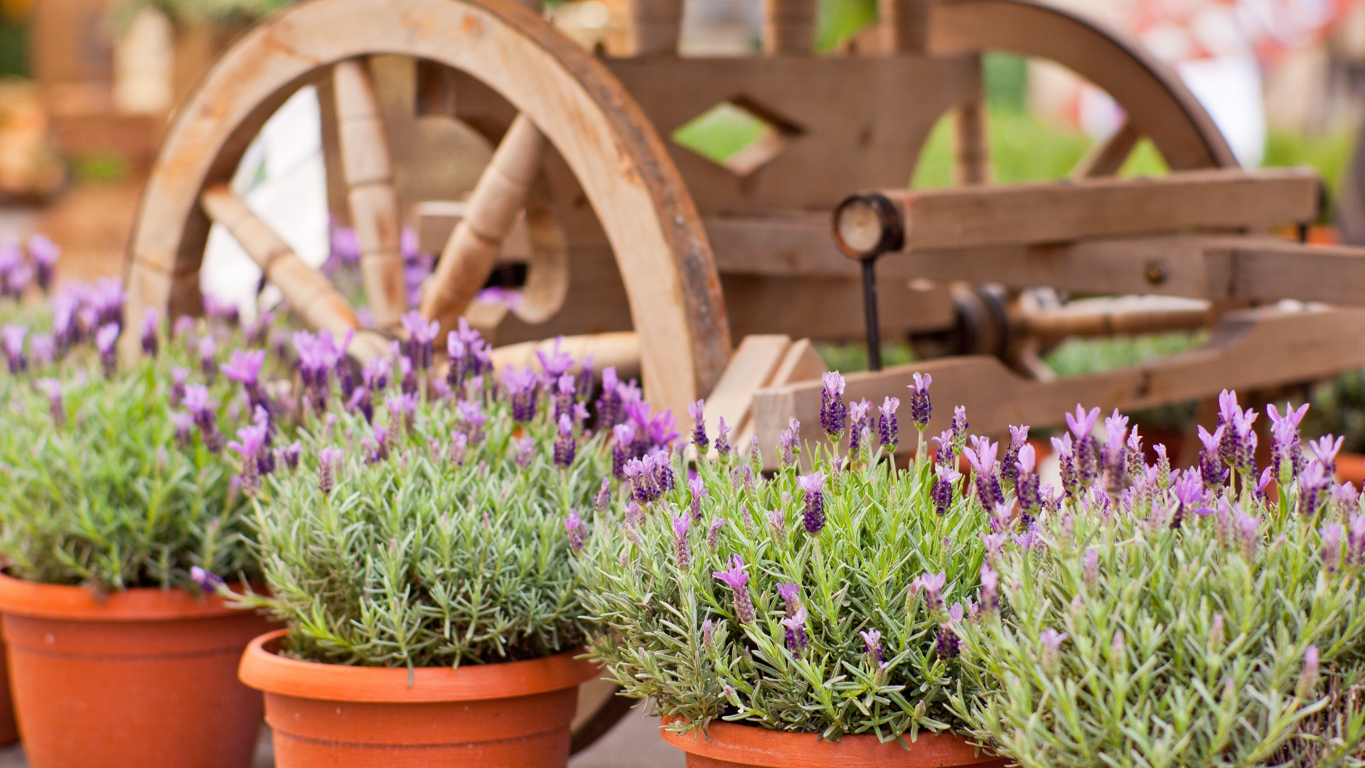 16 Brilliant Ideas For Landscaping With Lavender For A Dreamy Garden