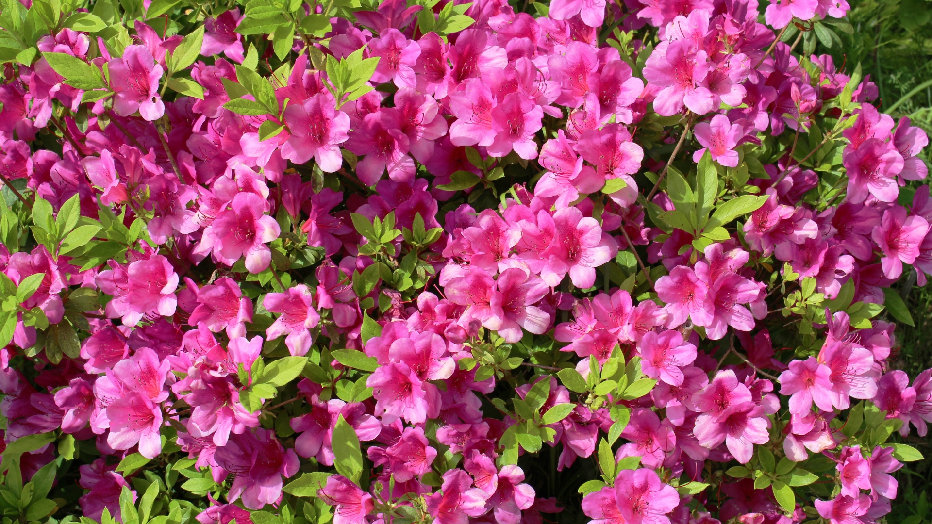 shrubs for beautiful landscaping