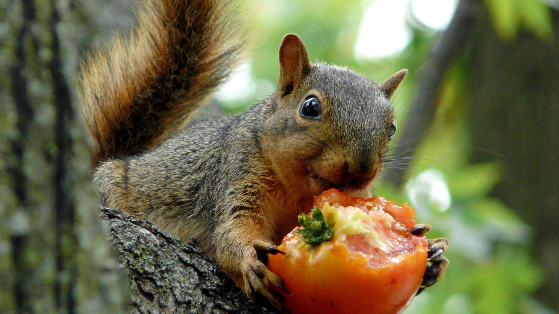 16 Natural Ways To Protect Your Tomato Plants From Squirrels