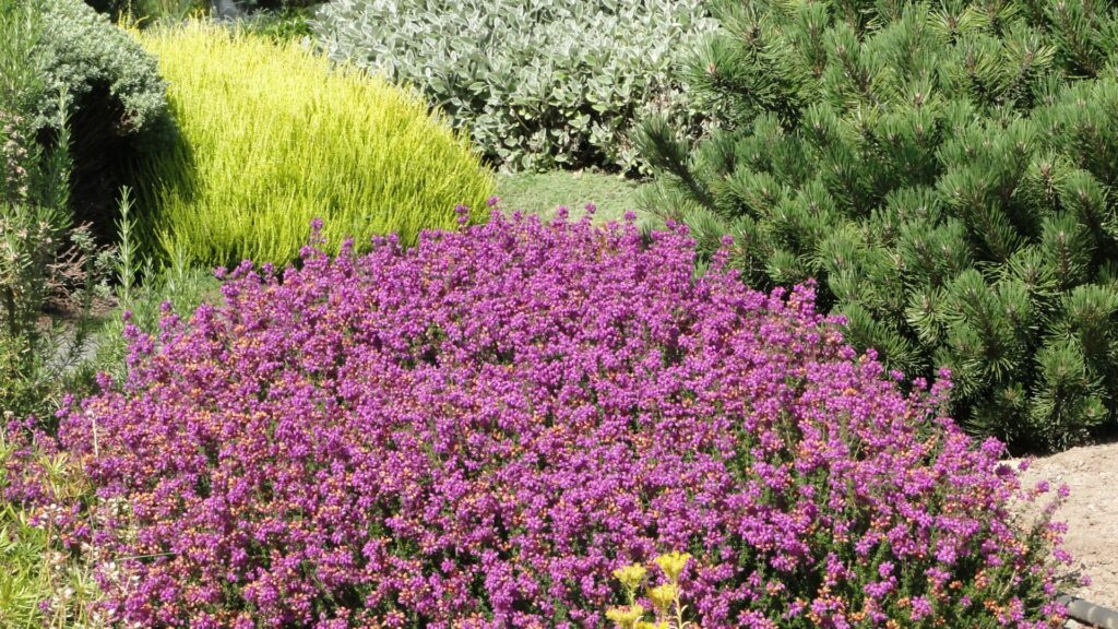 17 Drought-Tolerant Native Plants For A Sustainable Garden