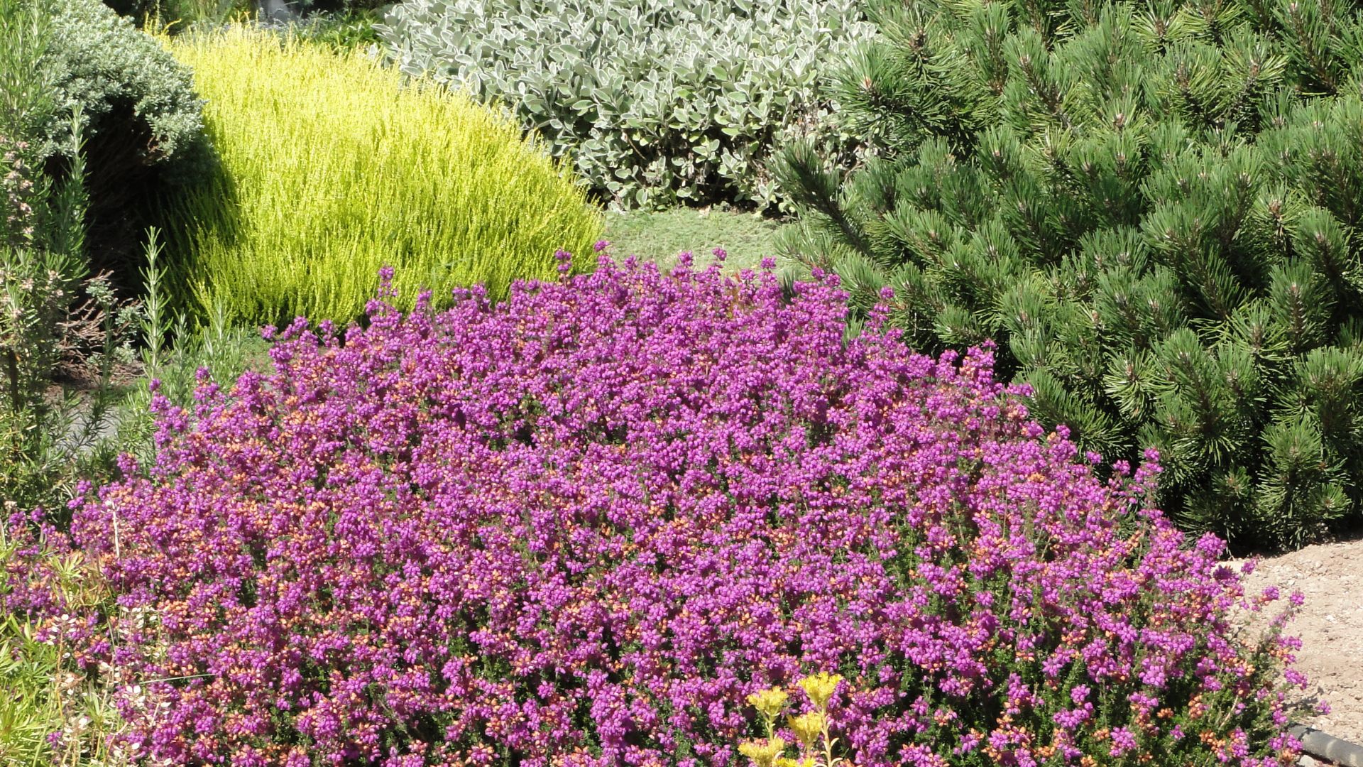 drought tolerant plants