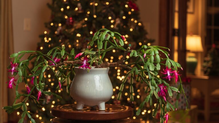 Christmas Cactus