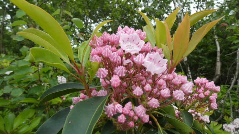 mountain laurel shrub