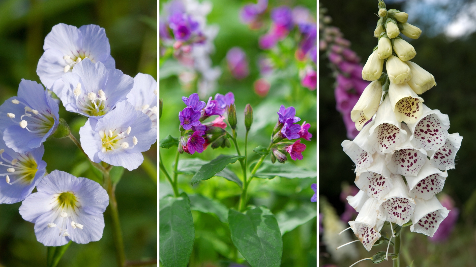 18 Plants That Can’t Survive If Exposed To Too Much Sun