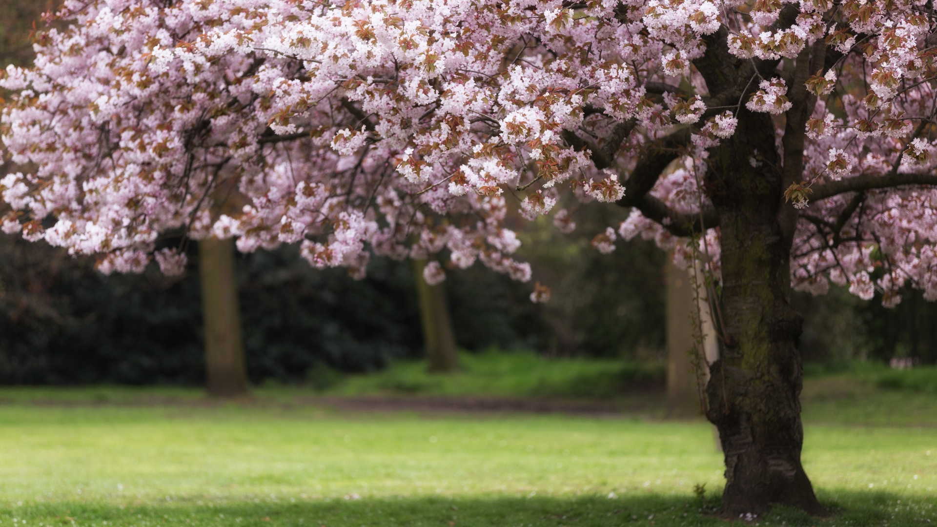 20 Gorgeous Pink Flowering Trees Every Garden Needs