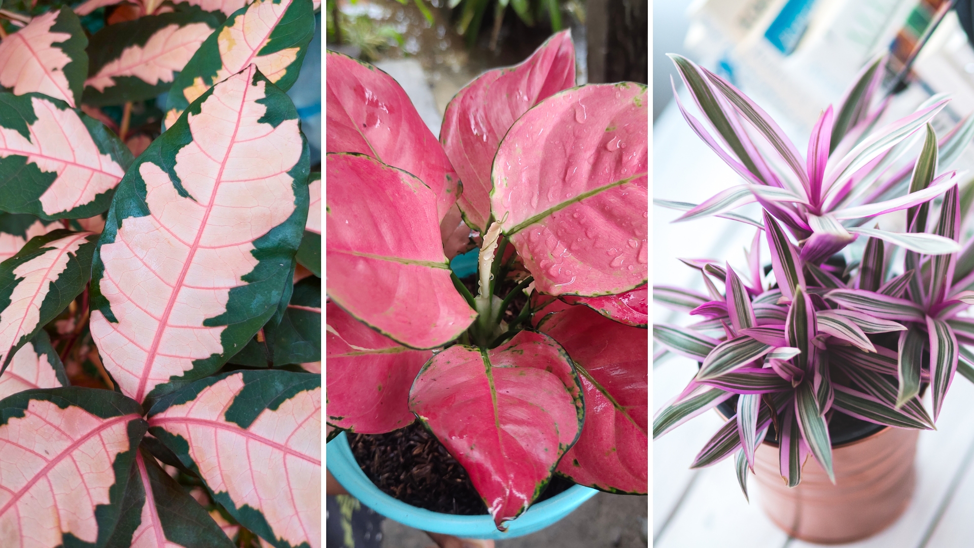 pink houseplants