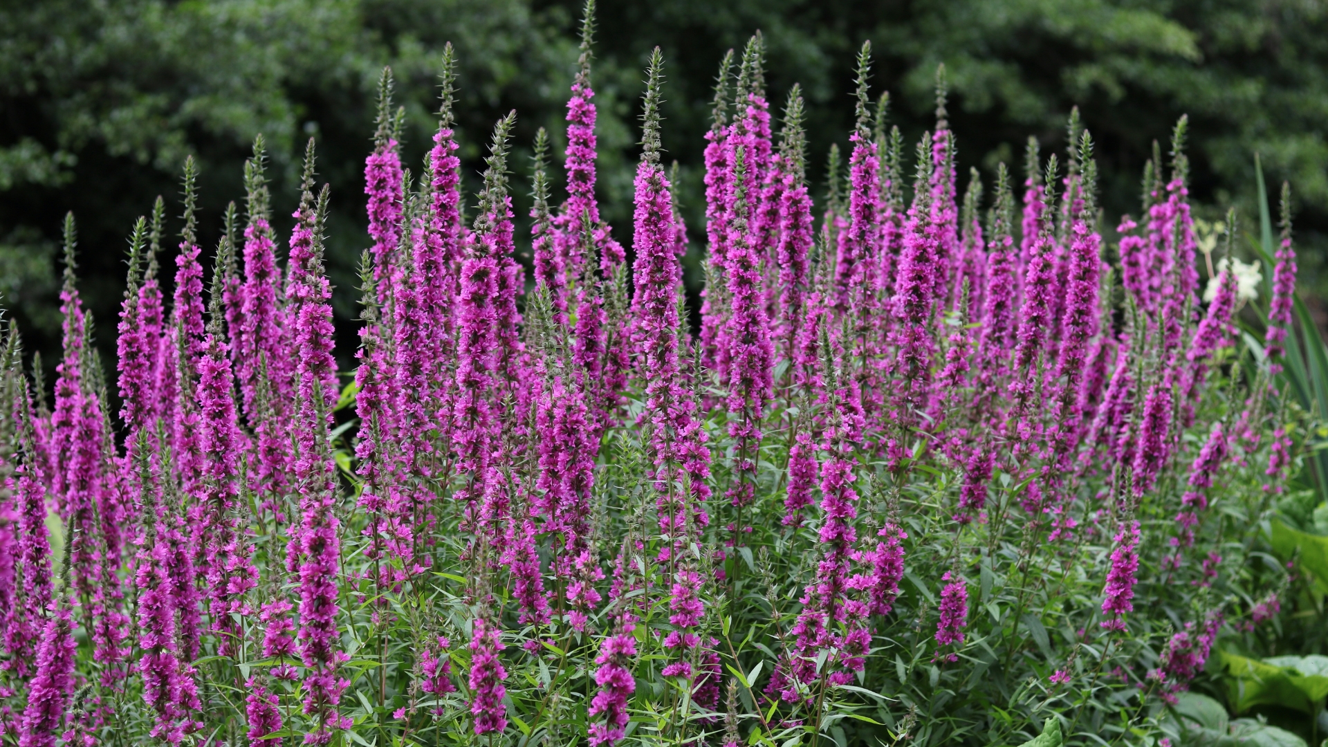 veronica flowers