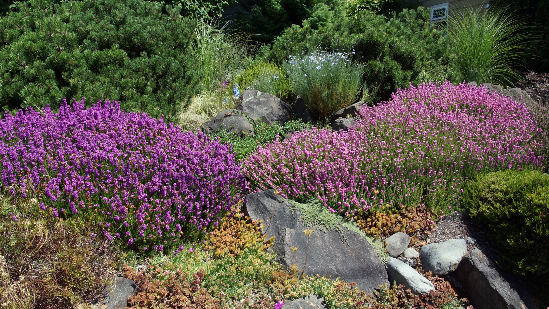 22 Drought-Tolerant Shrubs That Will Thrive In Hot, Dry Climates