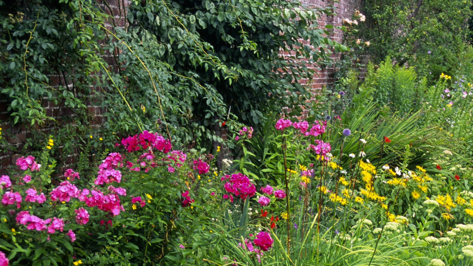 22 Gorgeous Border Plants For A Colorful Garden Makeover