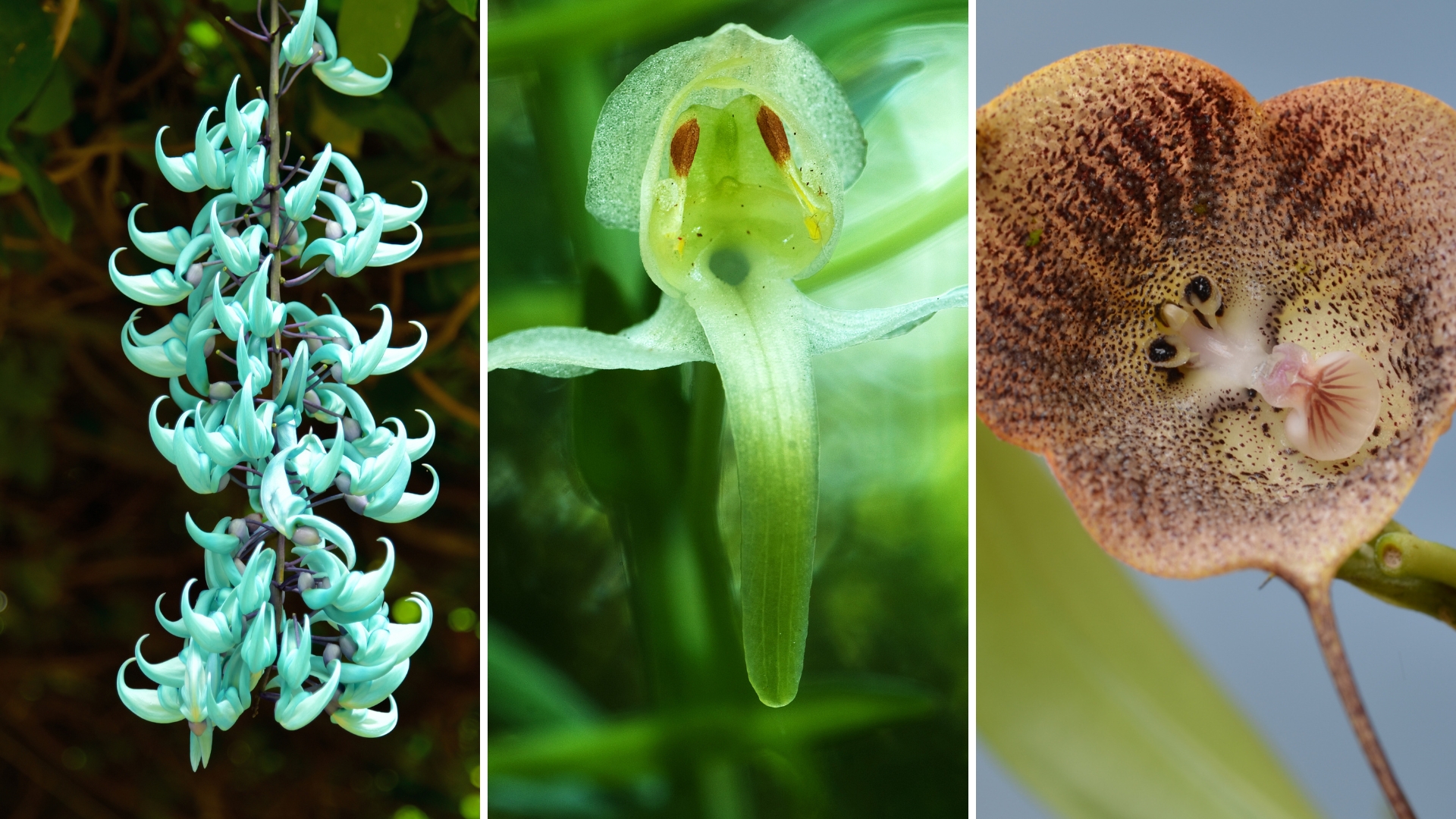 25 Rarest Plants In The World You Have To See To Believe