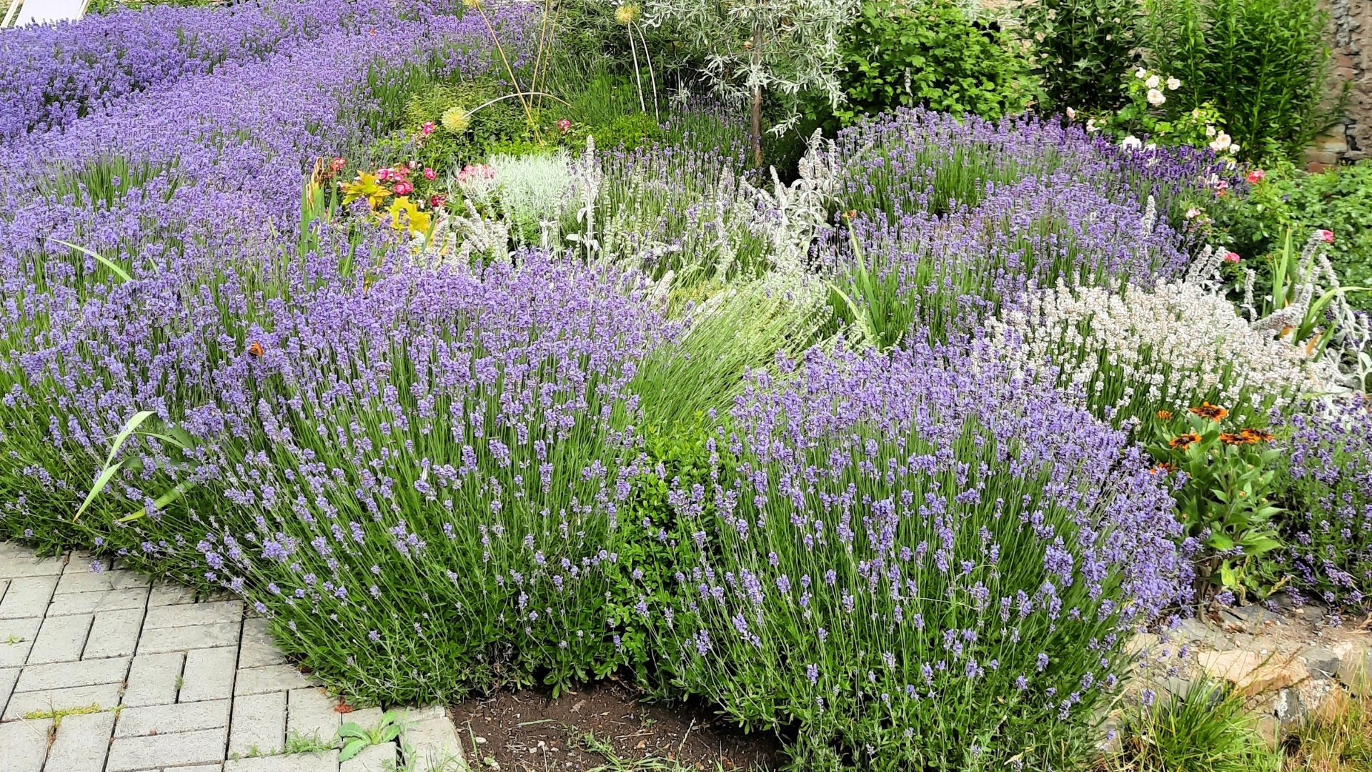 26 Plants That Will Make Your Walkway Borders Stand Out