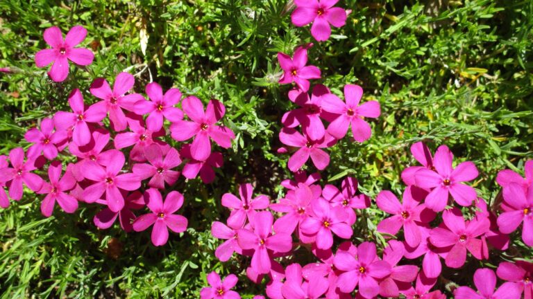creeping phlox plant