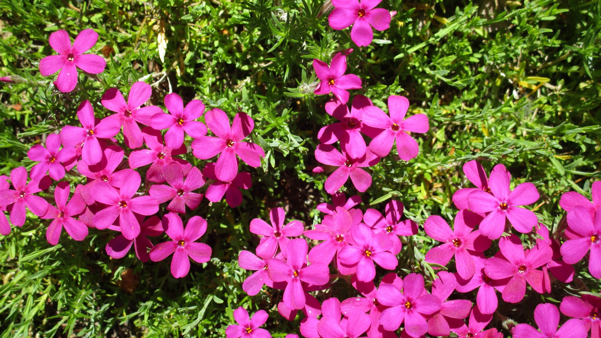 creeping phlox plant