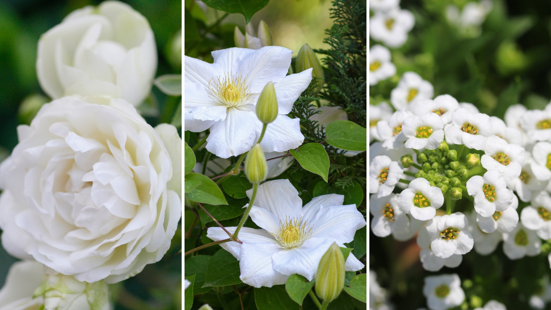 white flowers that bring elegance to your backyard