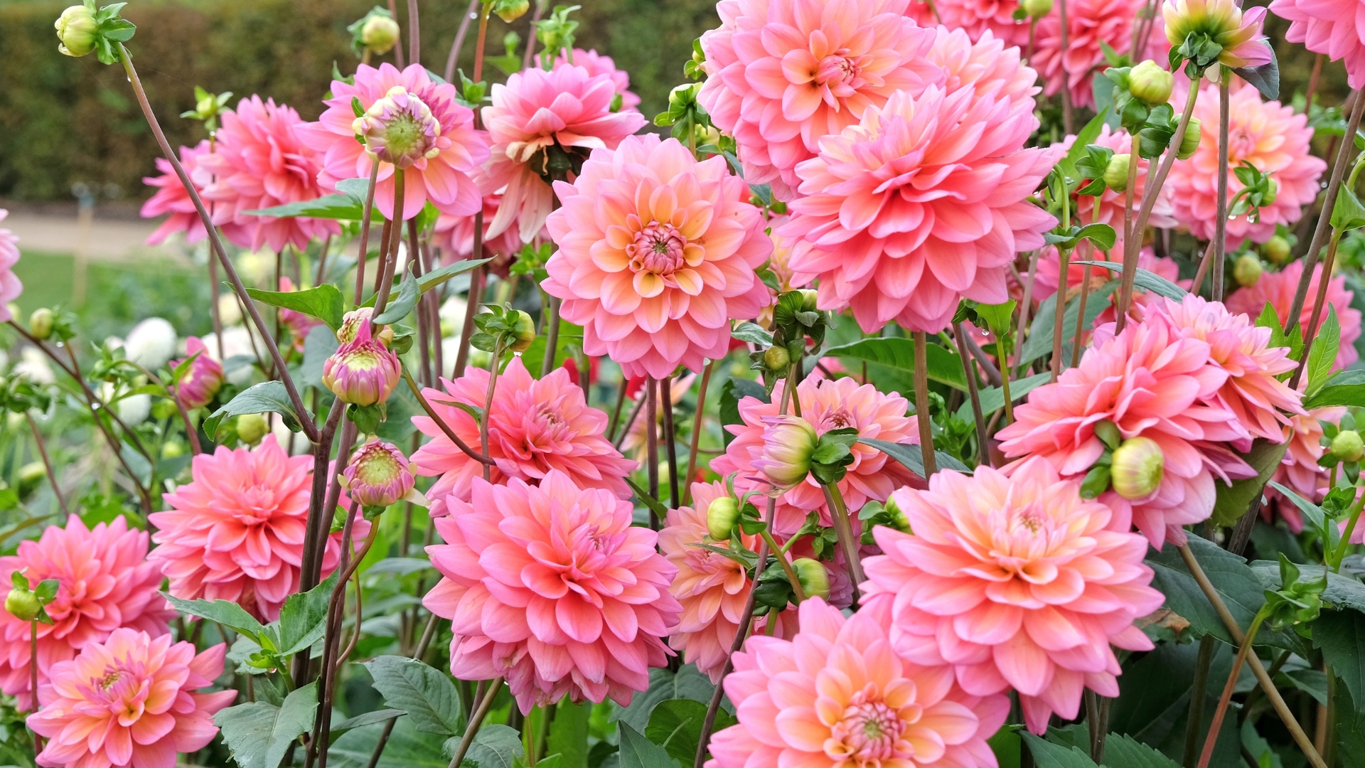 pink dahlias