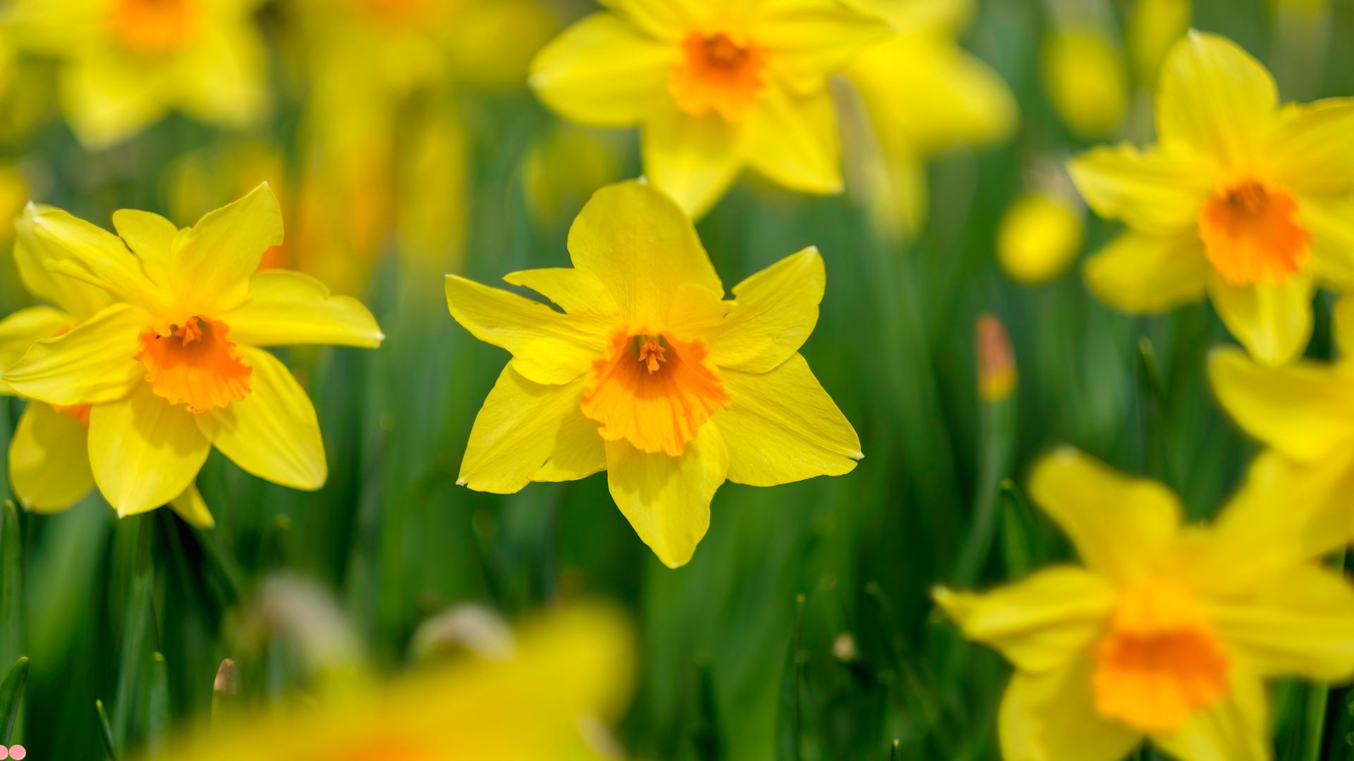 4 Daffodil Planting Pitfalls To Avoid For Gorgeous Spring Blooms